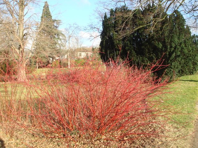 Cornus alba rameaux d'hiver